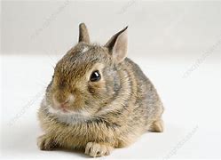 Image result for Baby Cottontail Bunnies
