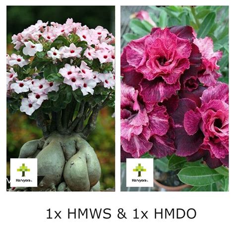 Adenium Combo - HMWS and HMDO (HMCO161) (Flowering plant) - Harvyora