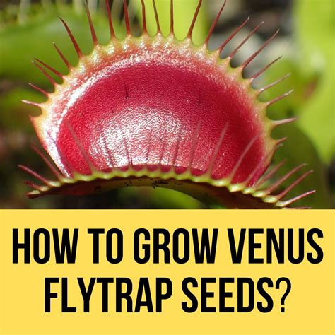 How To Venus Fly Traps Reproduce at Johnnie Hart blog