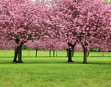 Image result for Pink Cherry Blossom Flowers