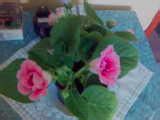 Bardak menekşe (Gloxinia) - Page 10 - agaclar.net