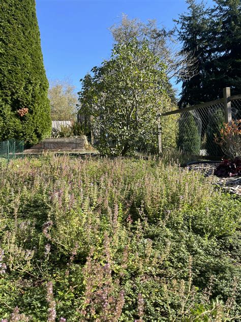 Red Creeping Thyme Seeds – Vibrant Groundcover | Non-GMO – Seed World