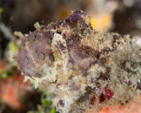 Image result for Blue-Ringed Octopus Size