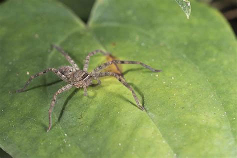 15 Most Terrifying Spiders Found in China - A-Z Animals