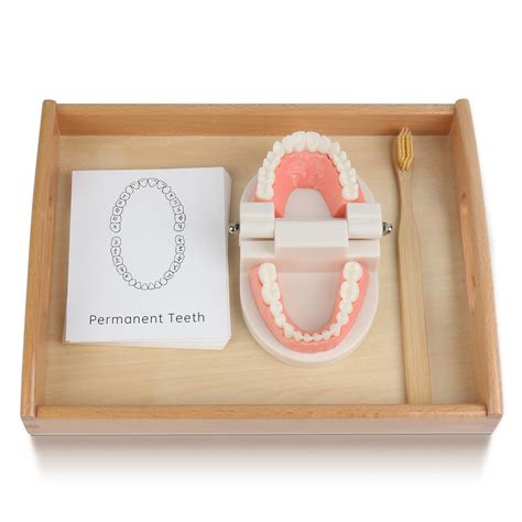 Buy MEROCO Montessori Practical Life Brushing Teeth Model and Cards ...