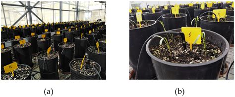 Comparative Characterization of Eastern Carrot Accessions for Some Main ...