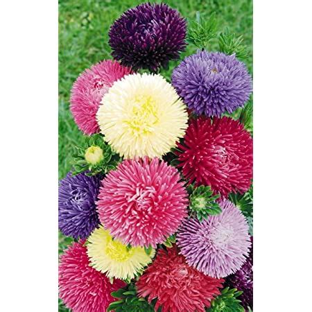 Kraft Seeds Zinnia Dahlia Flower Seeds (1 Packet, Mix 1gm) Fragrant ...