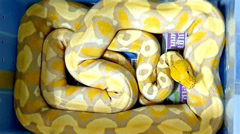 Retic Python Bite 的图像结果