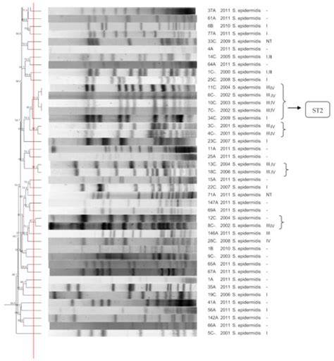 Pathogens | Special Issue : Staphylococcus Infections in Humans and Animals
