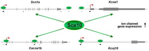 Voltage-Gated Ion Channels Are Transcriptional Targets of Sox10 during ...