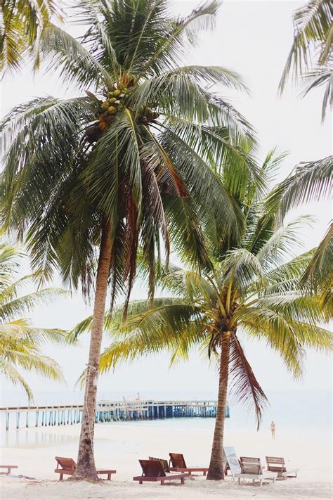 大海椰子树风光图片素材-编号27110580-图行天下