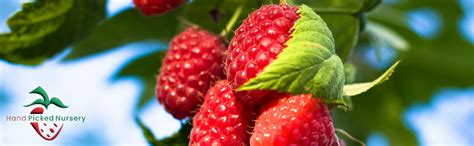 Planting Autumn Raspberry Plants 的图像结果