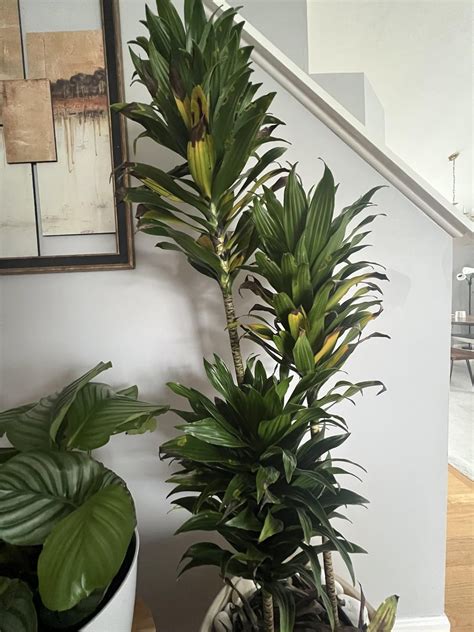 Dracaena compacta problems : r/plants