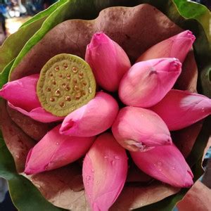 FLARE SEEDS Pink Lotus KamalGatta Seeds Seed Price in India - Buy FLARE ...