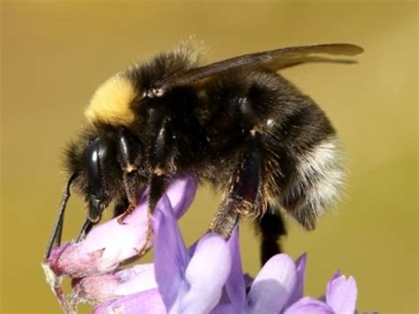 Western bumble bee on a purple flower | FWS.gov