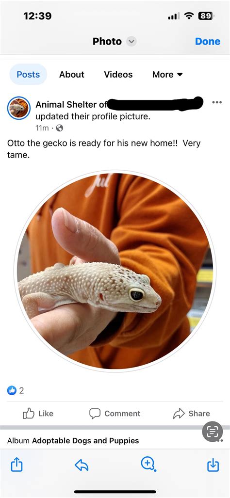 Can someone tell me what species of gecko this is? I’m wanting to adopt. : r/geckos