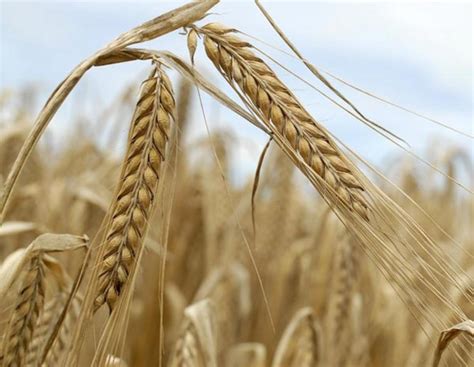 Braugerste: So lohnt sich auch die späte Saat | agrarheute.com