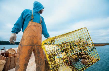 South Carolina Agriculture 的图像结果