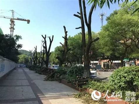 樟树 - 植物库 - 中国园林网
