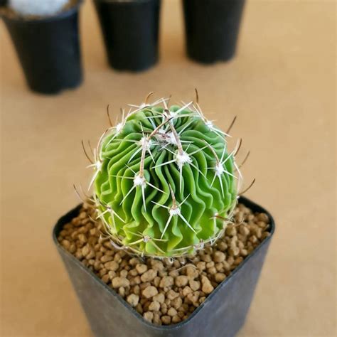Echinofossulocactus Multicostatus | Soiled