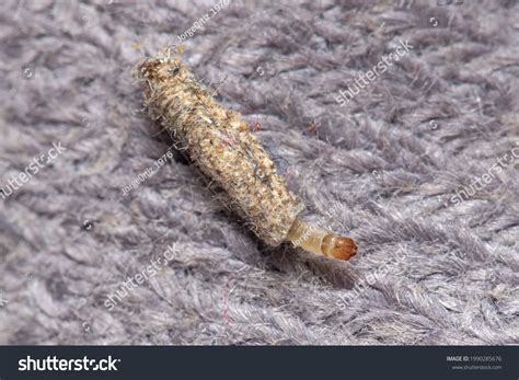 Does Freezing Kill Clothes Moth Larvae at Michelle Ma blog