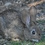 Image result for Rabbit with Brush