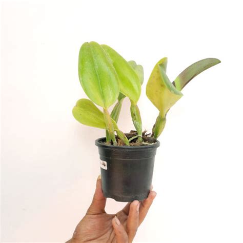 Blooming Orchid | Moth Orchid Flower Colors | Orchid-Tree