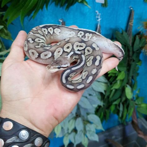 Image result for Ball Python Pet Snake