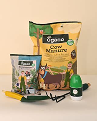 Leather Flower(Clematis): Growing and Caring Guide – Ugaoo