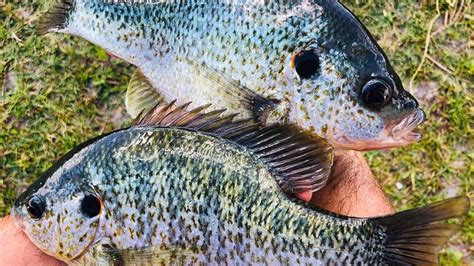 Image result for Shellcracker Fishing 2014