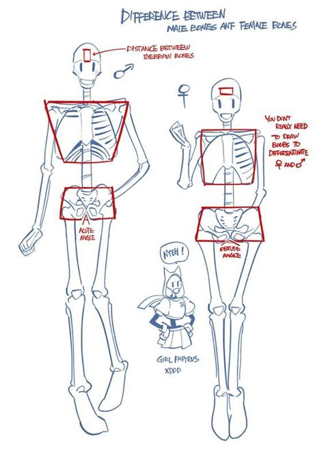 Pin by Mschris1111 on anatomy in 2024 | Skeleton drawings, Undertale ...