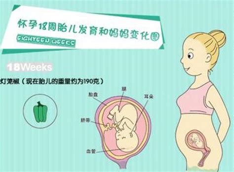 孕18周胎动位置示意图,孕18周胎心位置示意图 - 伤感说说吧