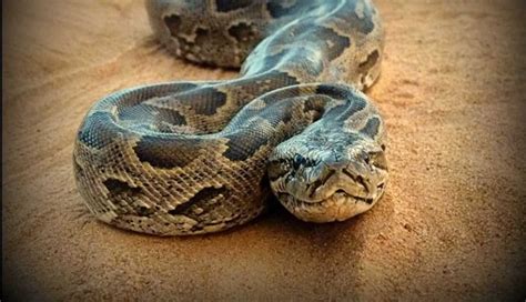 African Rock Python Baby 的图像结果