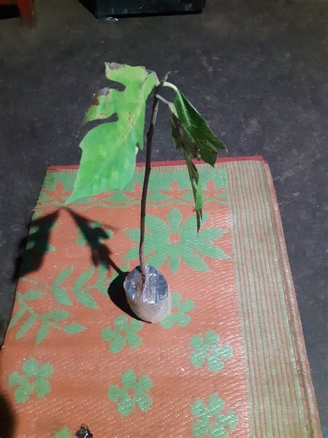 Creative Farmer Fruit Plant Bread Greenish-Yellow Skin Monoecious Tree ...