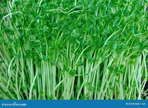 Green Beans Sprouting Time at Jose Hopkins blog