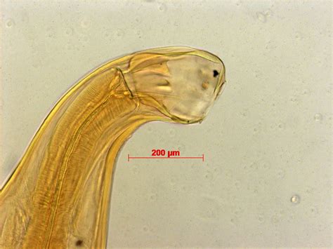 Hookworm - WormBoss