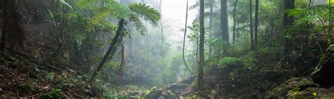 Protect public native forests - Queensland Conservation Council