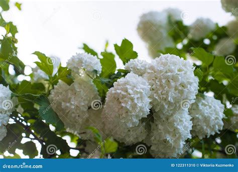 Chinese Snowball Viburnum Flower Heads are Snowy. Stock Photo - Image ...