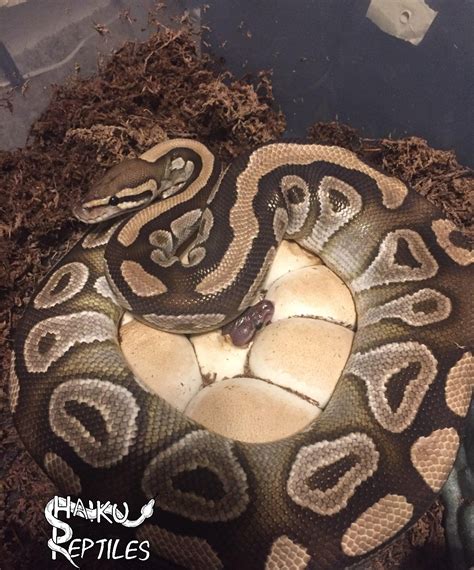 Ball Python Incubation 的图像结果