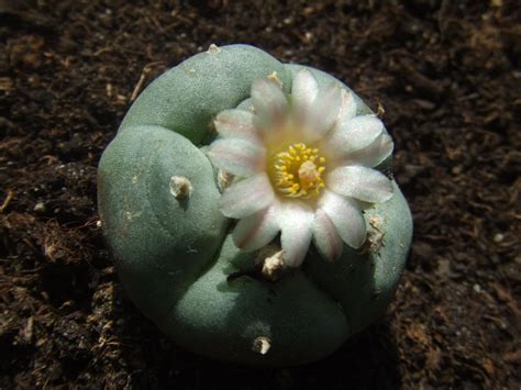 Complete Guide and Advanced Care of Peyote Cactus (Lophophora ...
