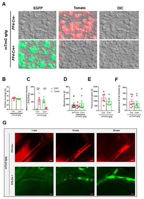 Genetic Labeling of Cells Allows Identification and Tracking of ...