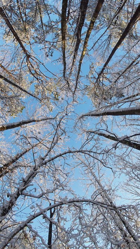 Download wallpaper 1080x1920 trees, branches, snow, winter, bottom view ...