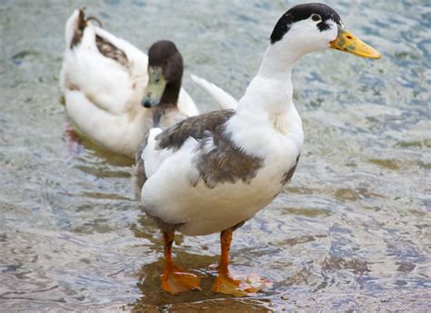 The Best Duck Breeds for Beginners - The Happy Chicken Coop