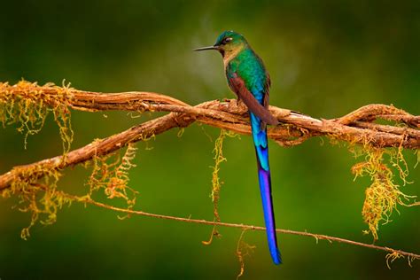 51 of the Most Colorful Hummingbirds in the World | Color Meanings