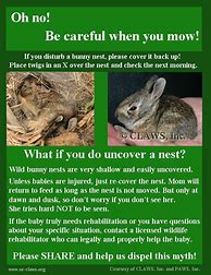 Image result for What Do Wild Baby Rabbits Eat