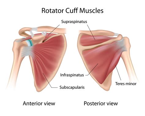 Pin by Nagihan on Muscle anatomy | Rotator cuff, Torn rotator cuff symptoms, Rotator cuff exercises