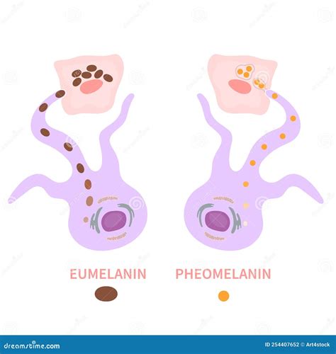 Diagrama De Biología De Melanina Y Pigmentación Del Tono De La Piel ...