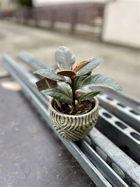 Ficus Belize - Jungle Boogie