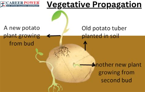 Vegetative Propagation: Definition, Diagram, Types and its Methods
