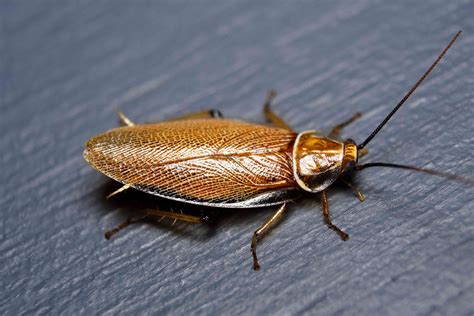 10 Unique Species of Cockroaches